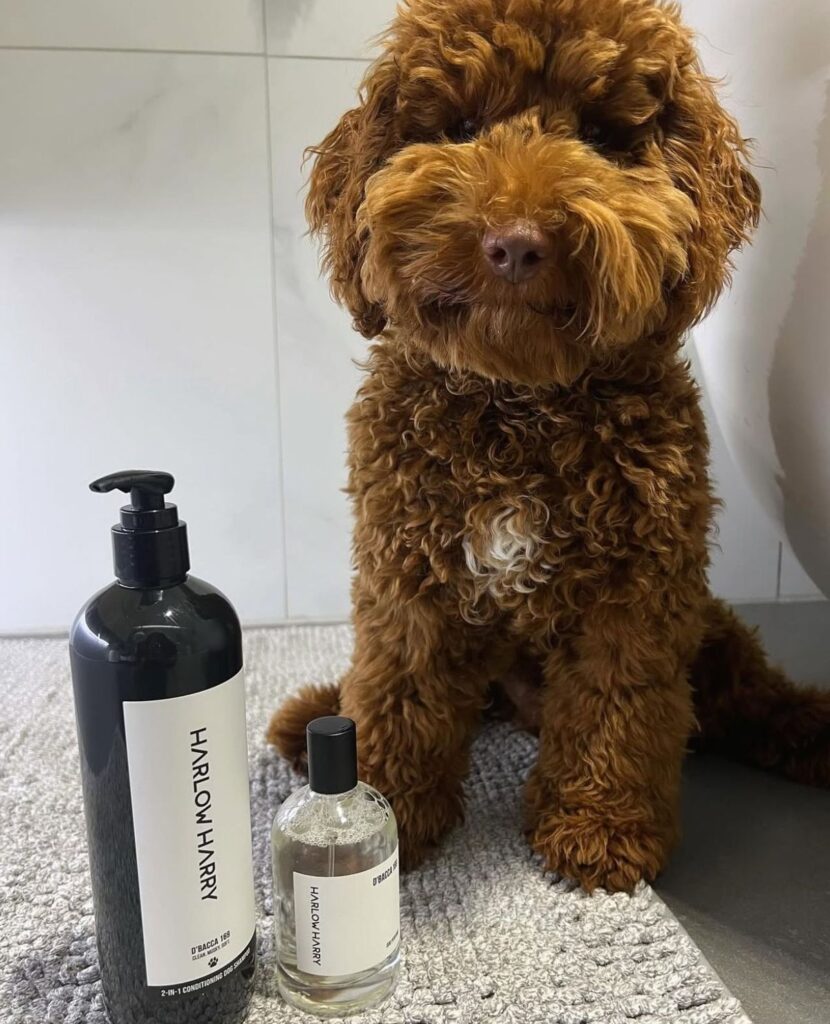How to Bathe a Puppy How to Bathe a Puppy