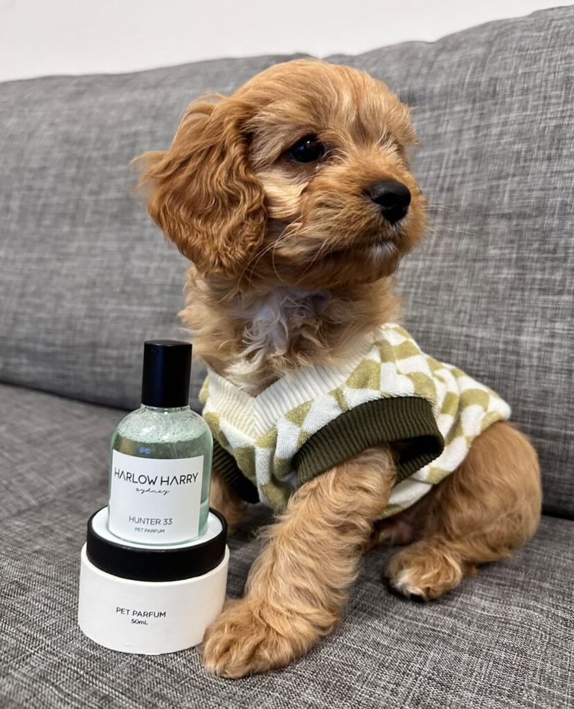 Can you use baby shampoo on dogs