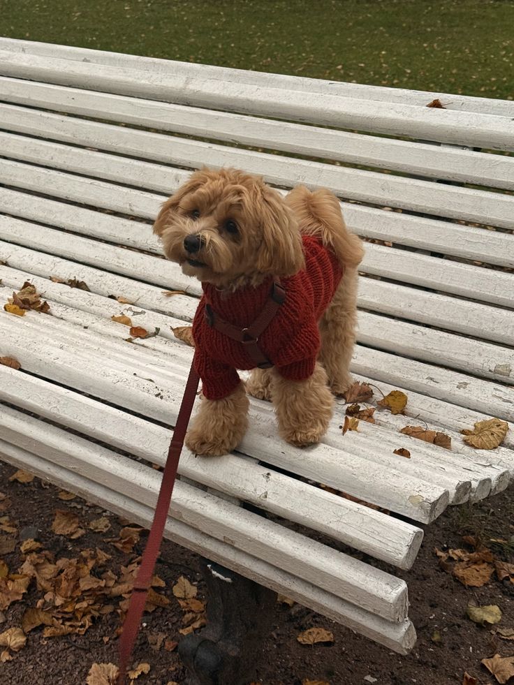 Fall dog safety tips