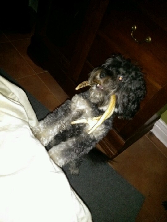 are antlers safe for dogs are antlers safe for dogs