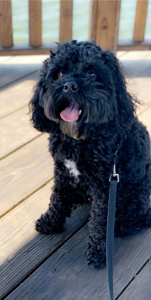 Amazing Black Dog Breeds That Make Wonderful Family Pets