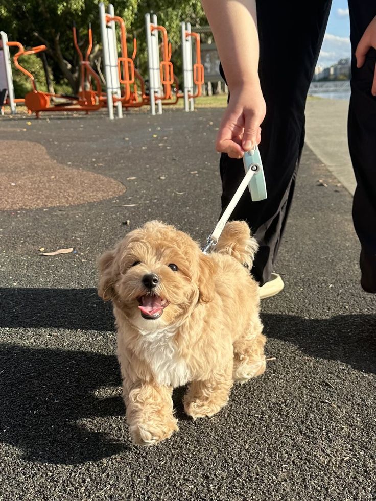 How to Stop Puppy Biting