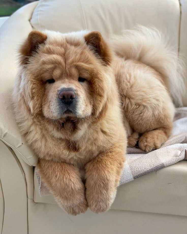 Fluffy Dog Breeds