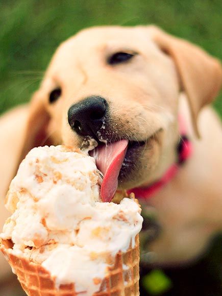 healthy dog snacks healthy dog snacks