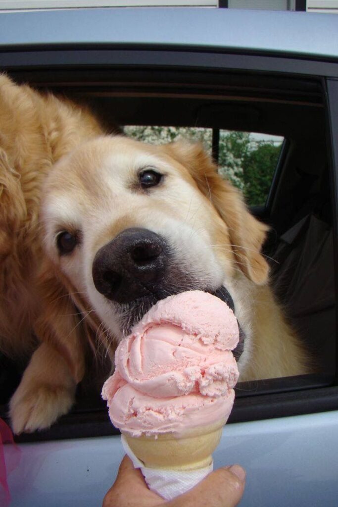 homemade dog treats homemade dog treats