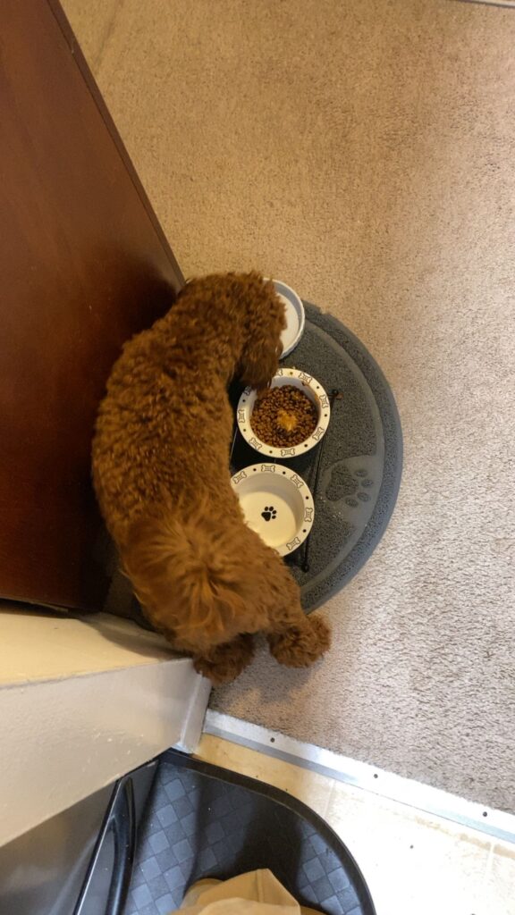 how to housebreak a puppy