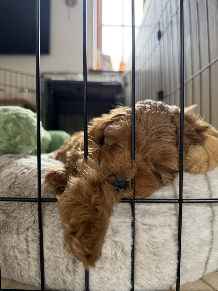 how to keep a dog from escaping how to keep a dog from escaping
