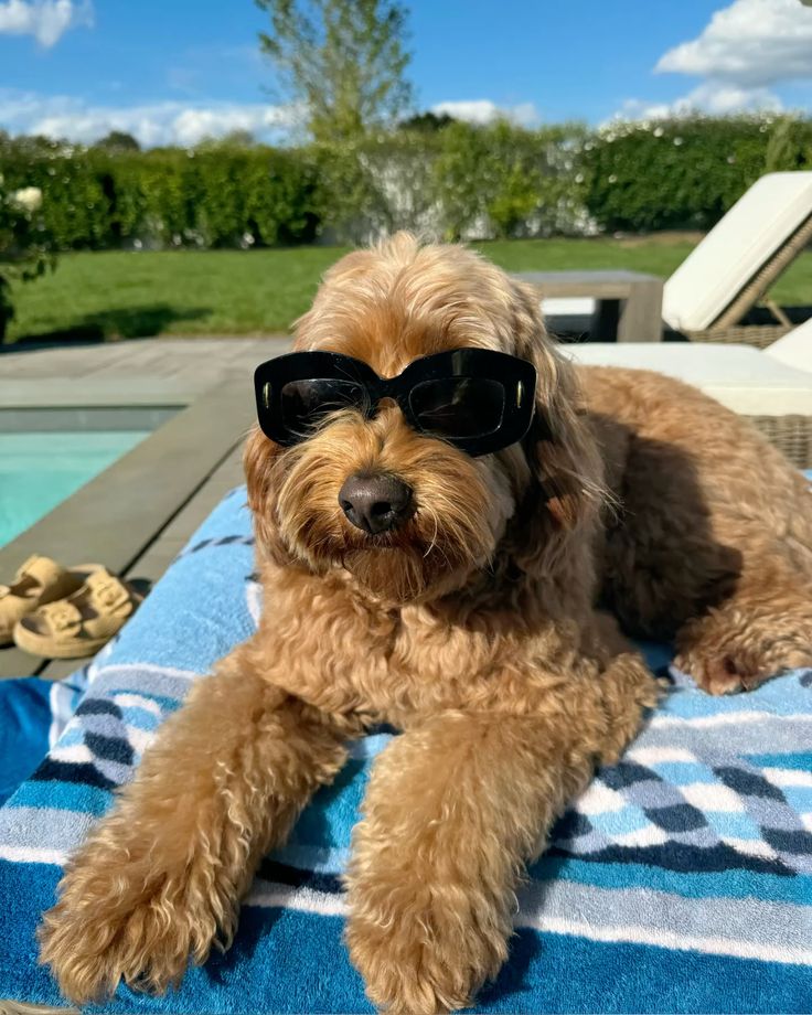 how to keep your puppy happy