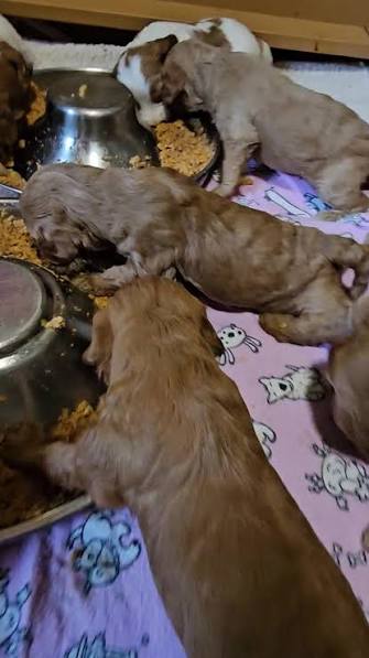 Cavapoo Puppy Adoption