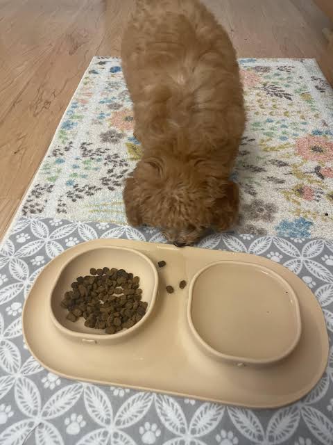 foods toxic to dogs