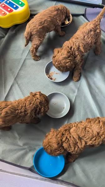 Cavapoo Puppy Training Tips for New Owners