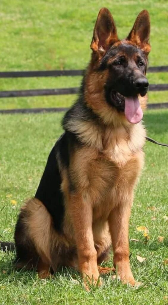 largest dog litters