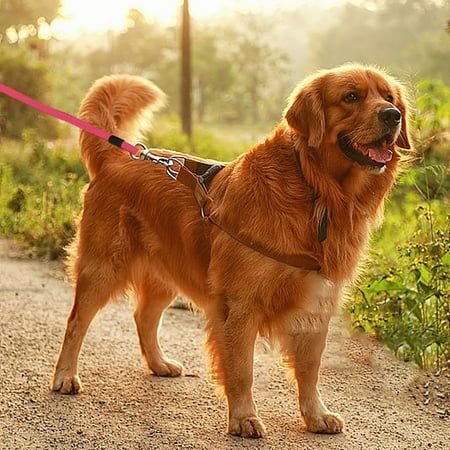 leash and harness training