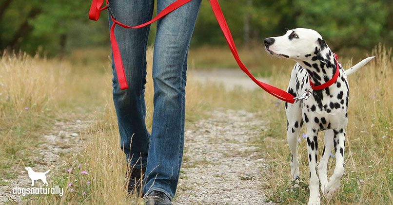 leash training puppy