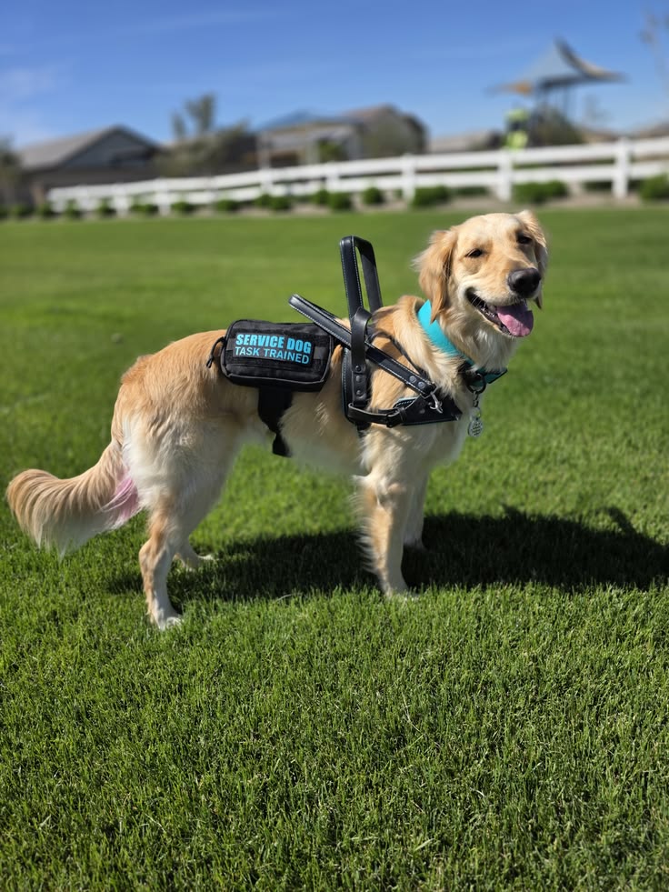 service dog breeds service dog breeds