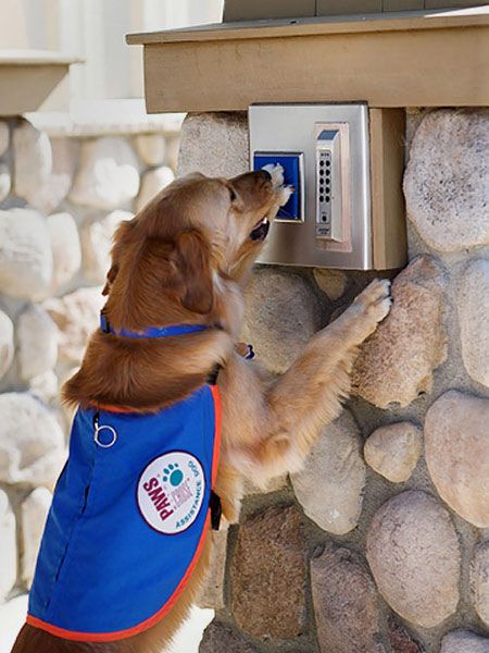 service dog task service dog task