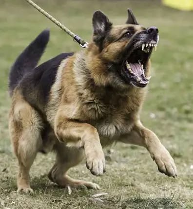 stop dog barking at strangers
