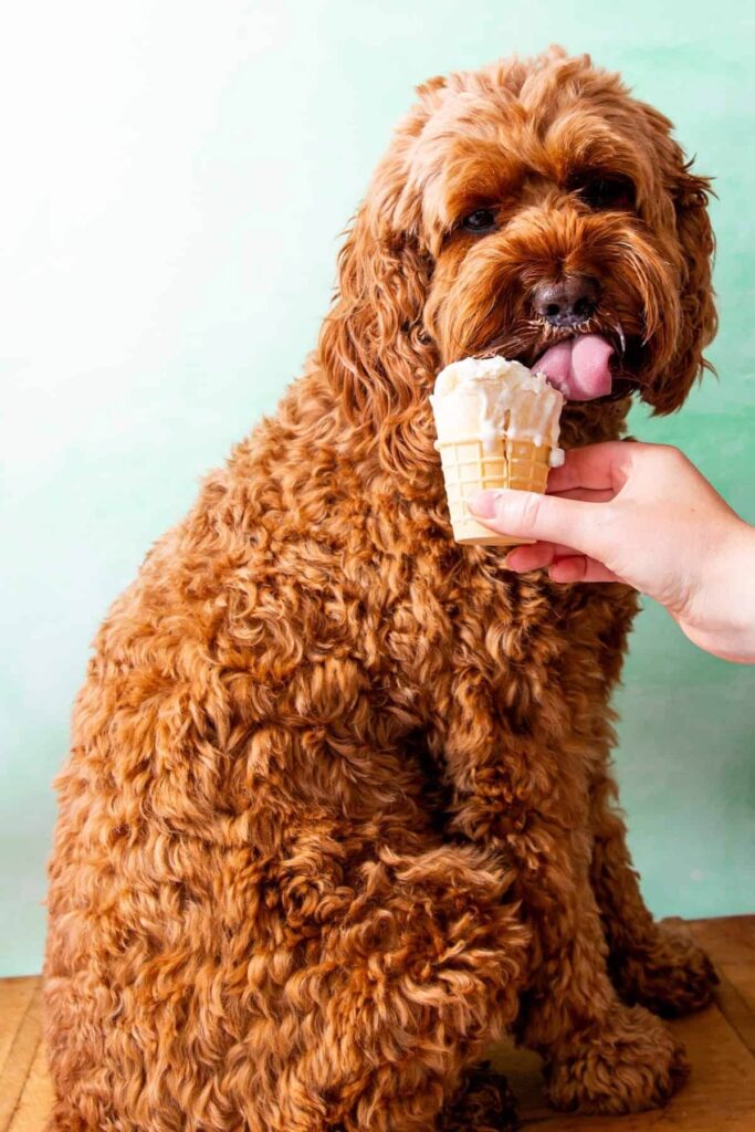 summer dog treats