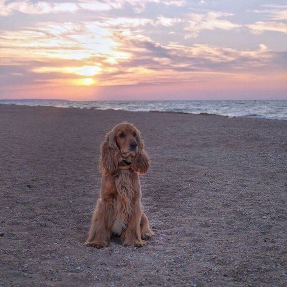taking your dog on vacation
