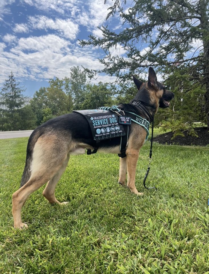 types of service dogs