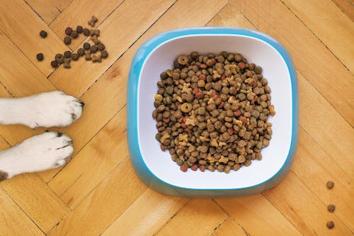 what dog food ingredients should you avoid