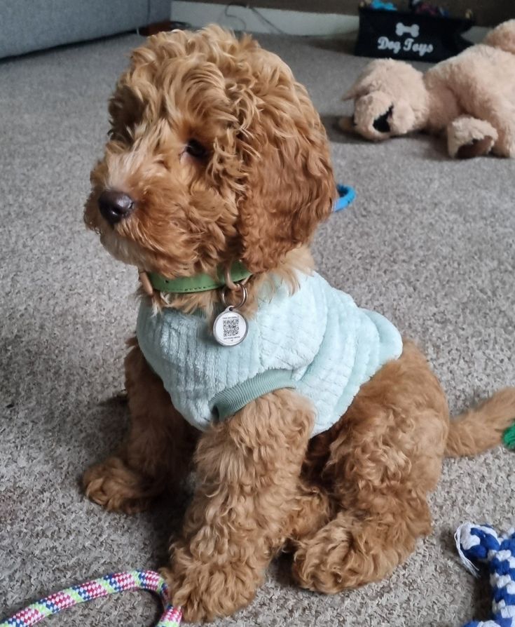 4 month old puppy milestones