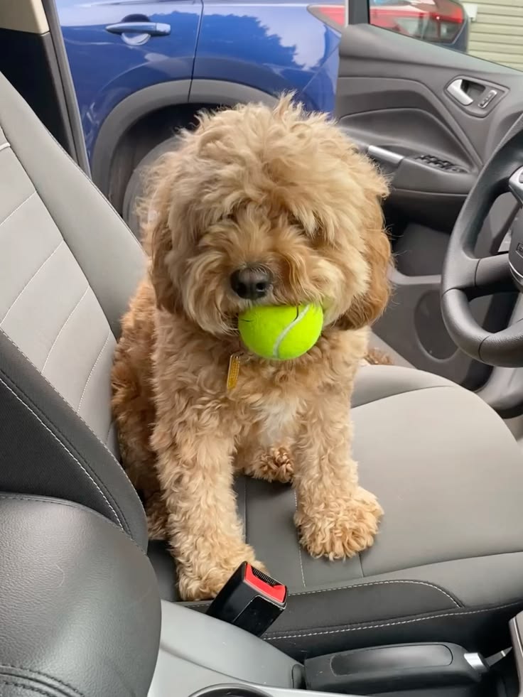 Cavapoo behavior