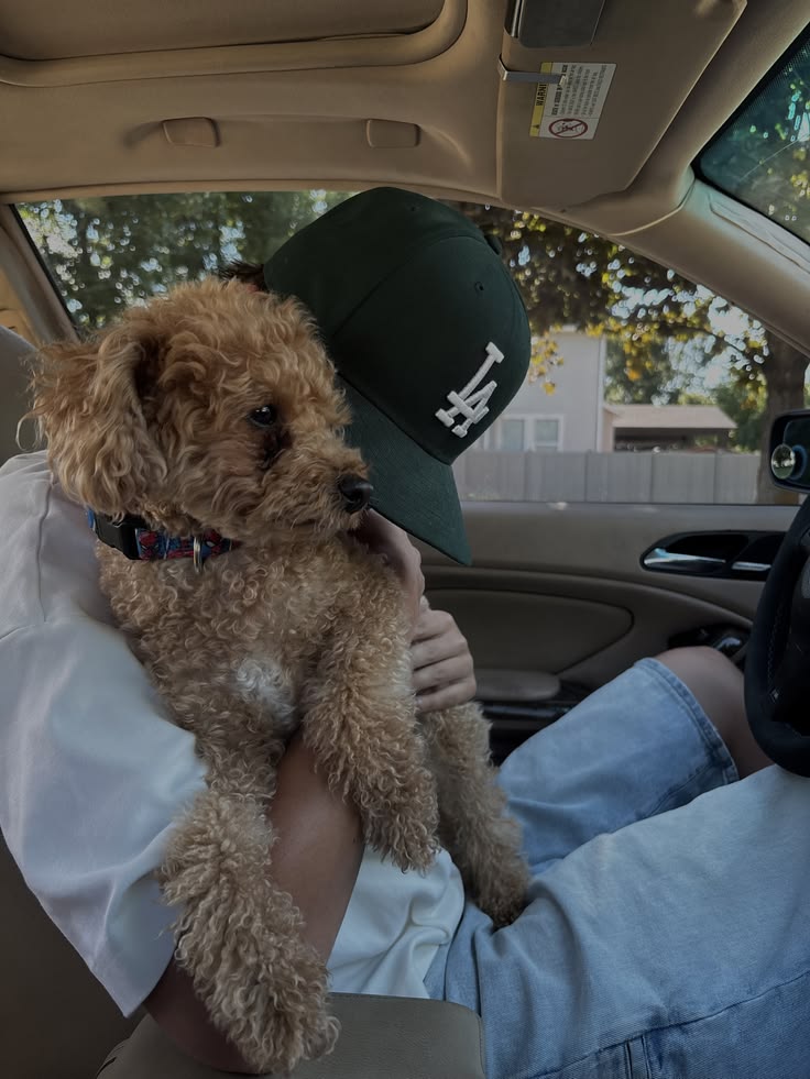 Cavapoo ear cleaning