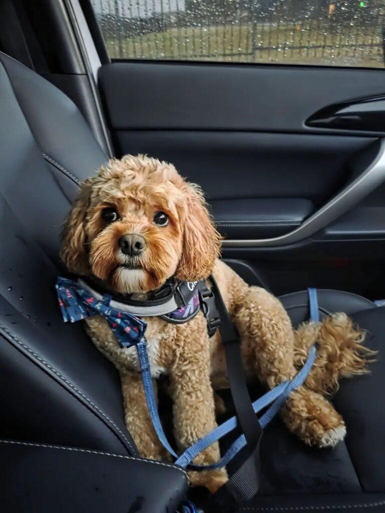 Cavapoo overheating