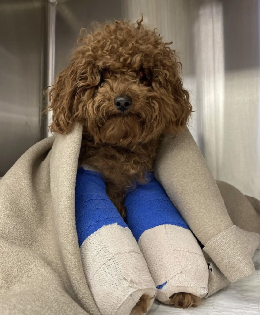 Cavapoo owner preparing a pet first aid kit