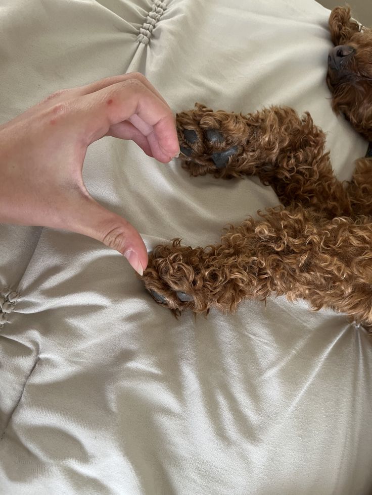 Cavapoo paw care