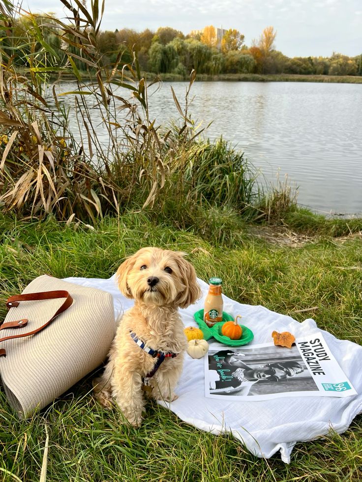Cavapoo picnic safety