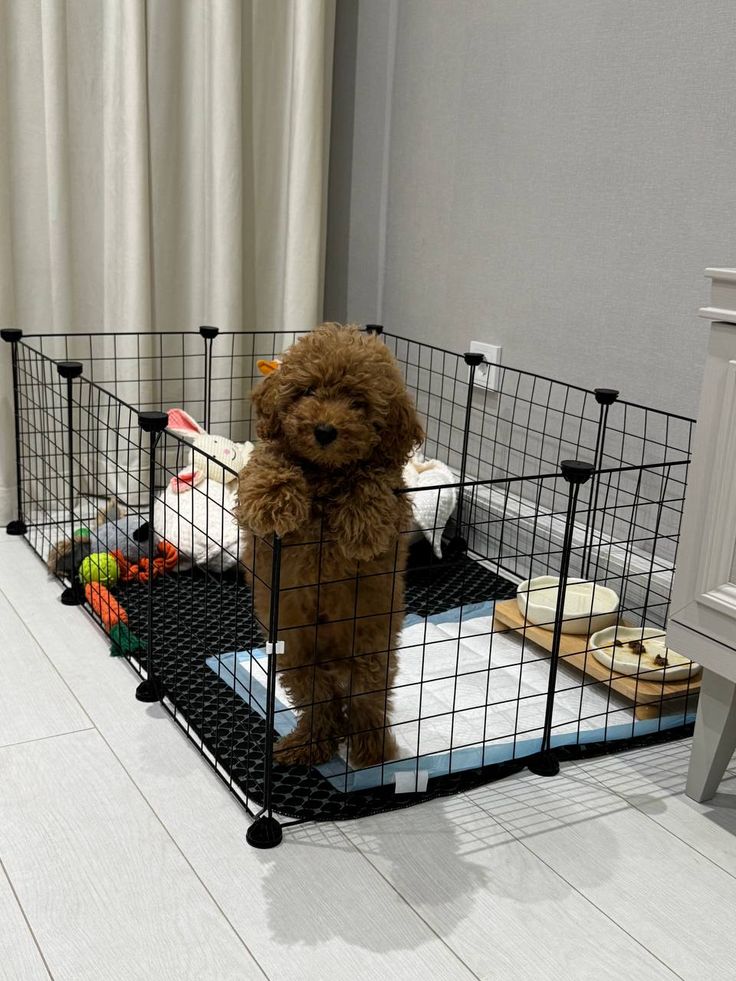 Cavapoo puppy apartment