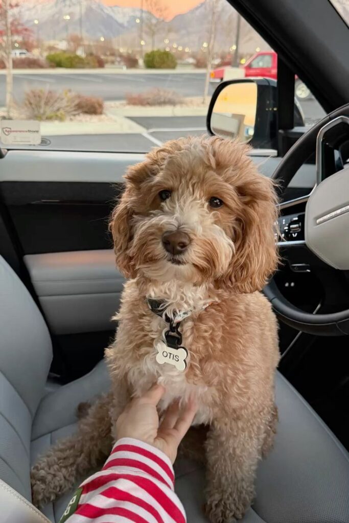 Cavapoo puppy socialization