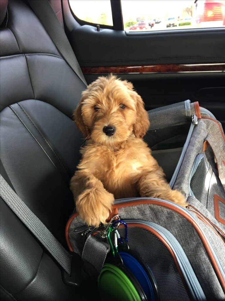 Cavapoo travel tips