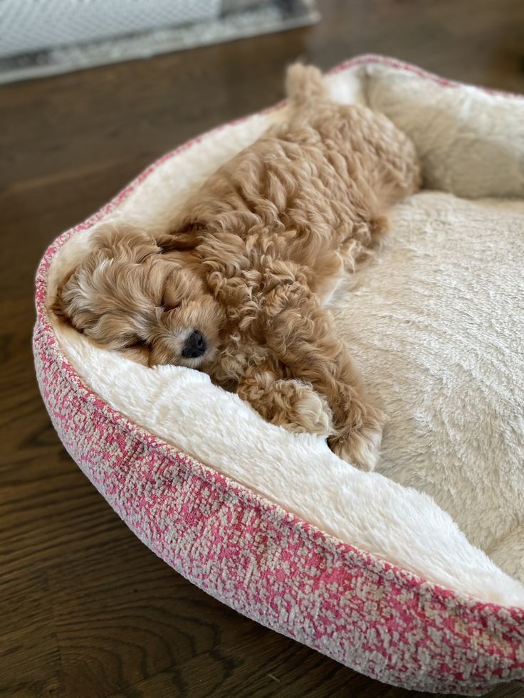 Cavapoo wakes up too early