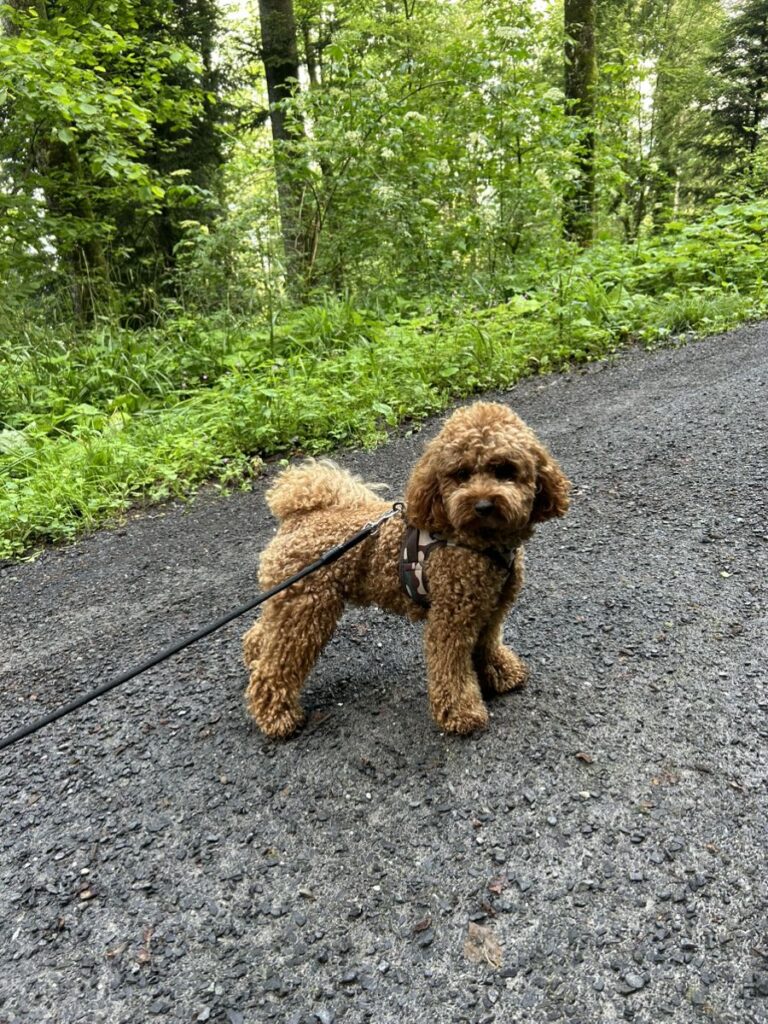 Cavapoo walking