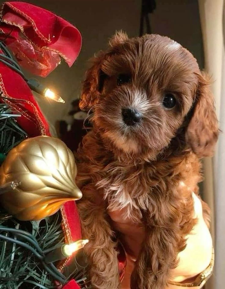 Christmas puppy surprise