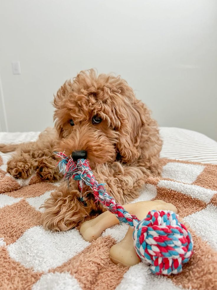 DIY dog toys