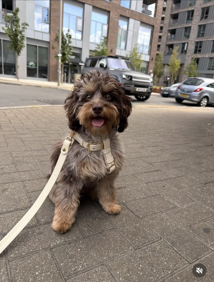 Retractable Leashes for Dogs