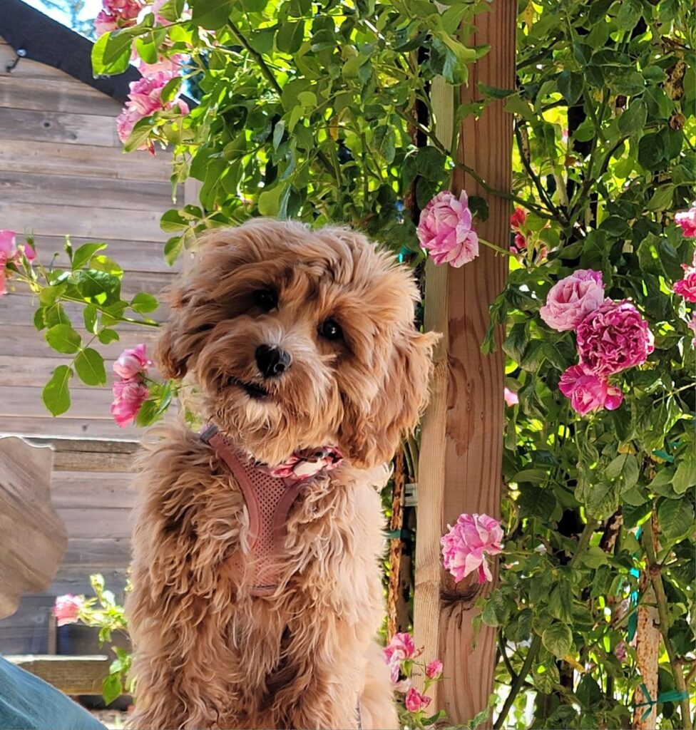Toxic Plants For Dogs