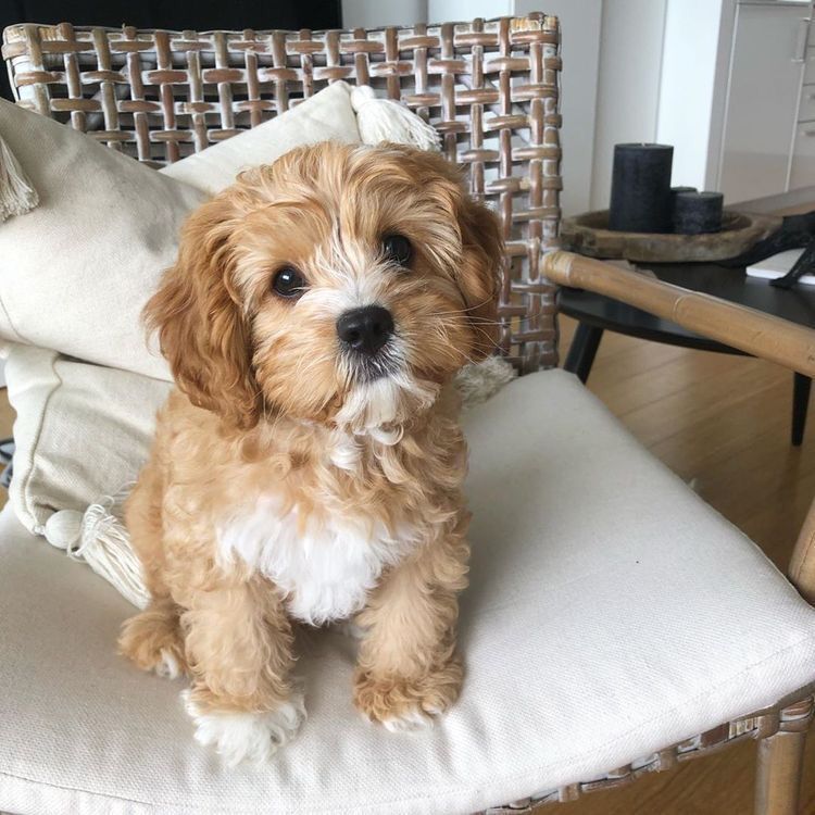 active Cavapoo