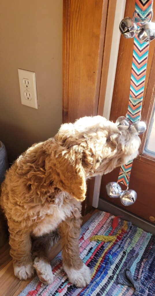 bell training a puppy