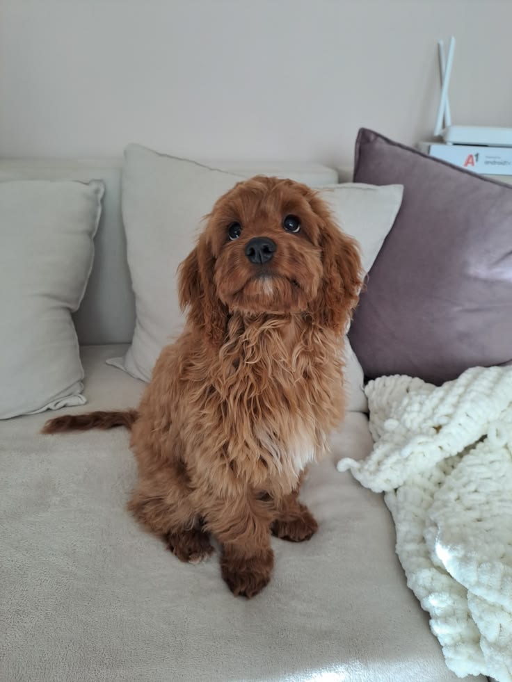 best dog breeds for busy families