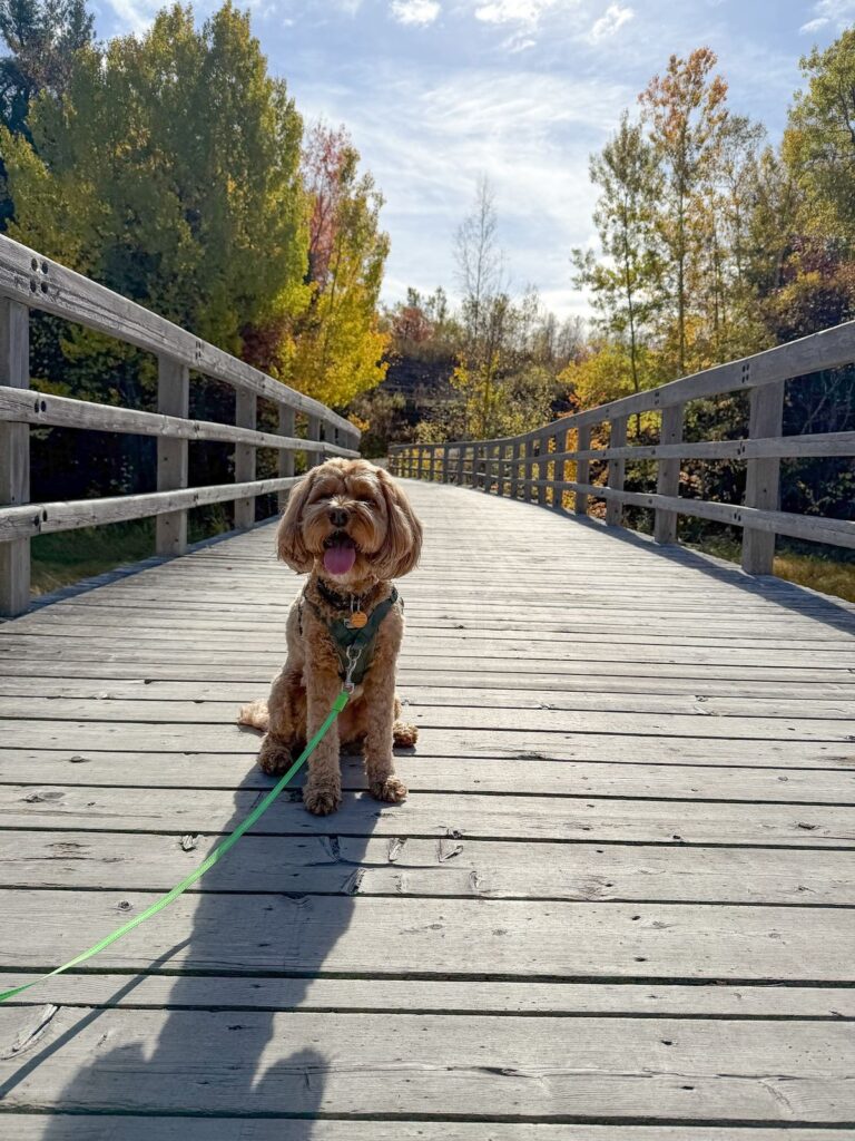 best dog breeds for hiking