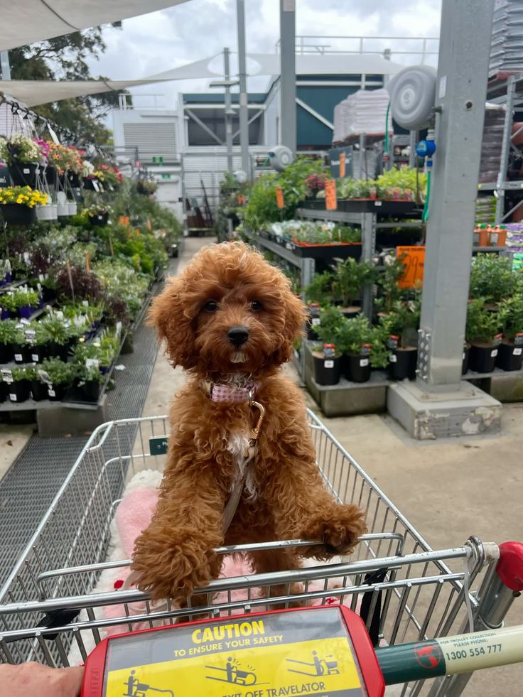 best gifts for dogs