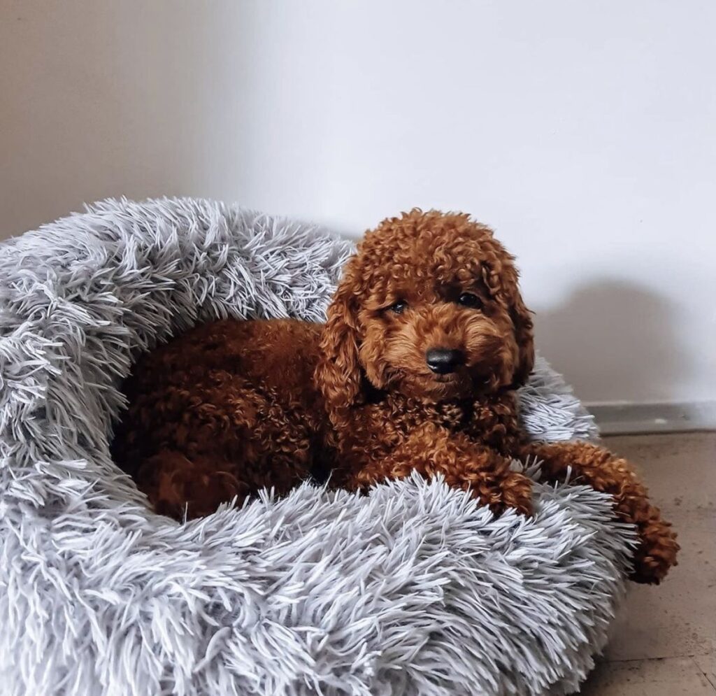 dog bed