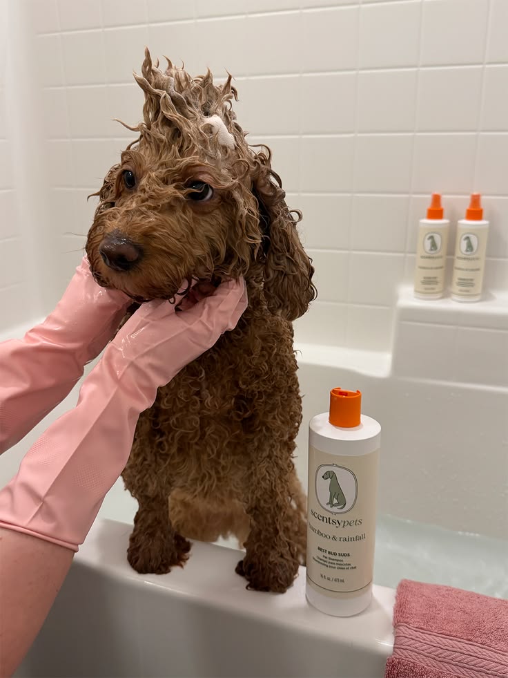 dog hygiene essentials