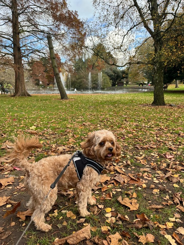 dog park tips