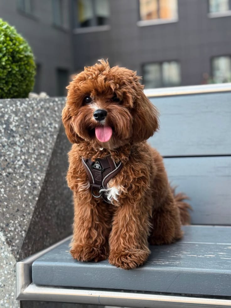 extinct dog breeds extinct dog breeds